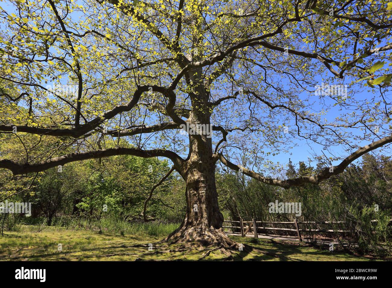 Großer Baum Long Island New York Stockfoto