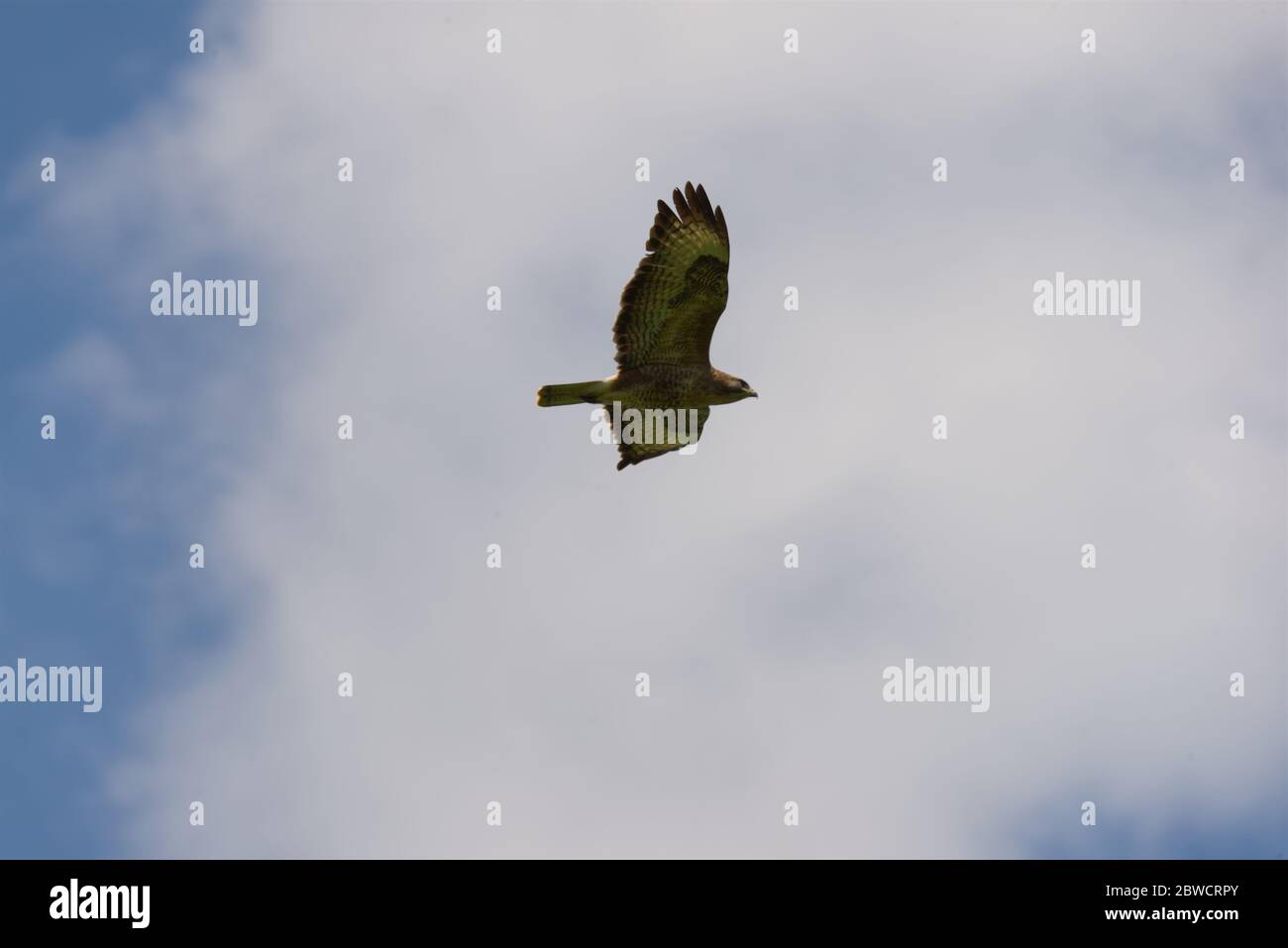 Nahaufnahme des Bussardes im Flug Stockfoto