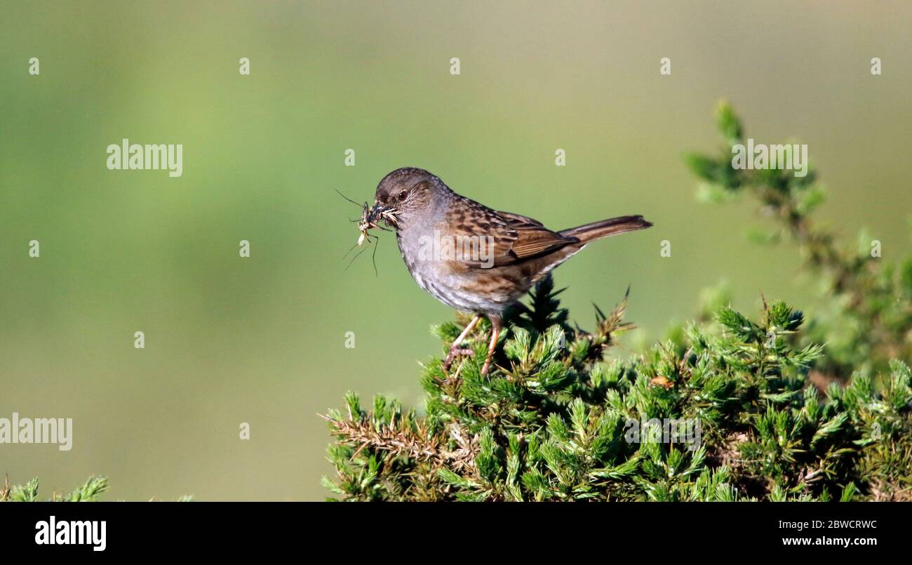 Dunnock fängt Futter für seine Küken auf einem Ginsterbusch Stockfoto