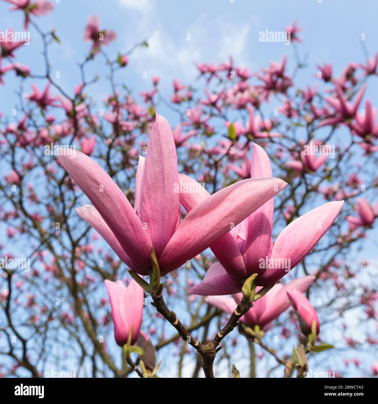 Magnolia 'Galaxy' in Kew Gardens, London, England Stockfoto