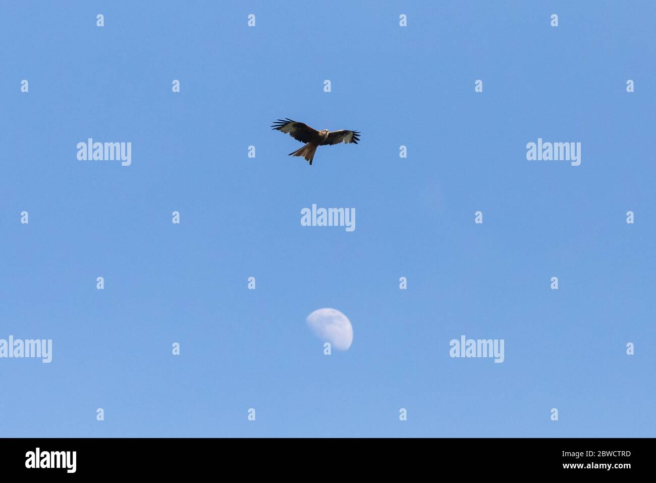 Wetter in Großbritannien: Ein Vogel mit rotem Drachen (Milvis milvis) fliegt oben in der Mitte von Wales, während der zunehmende Quarter Moon das Sonnenlicht gegen einen blauen Himmel reflektiert. © Ian Jones/Alamy Live News Stockfoto