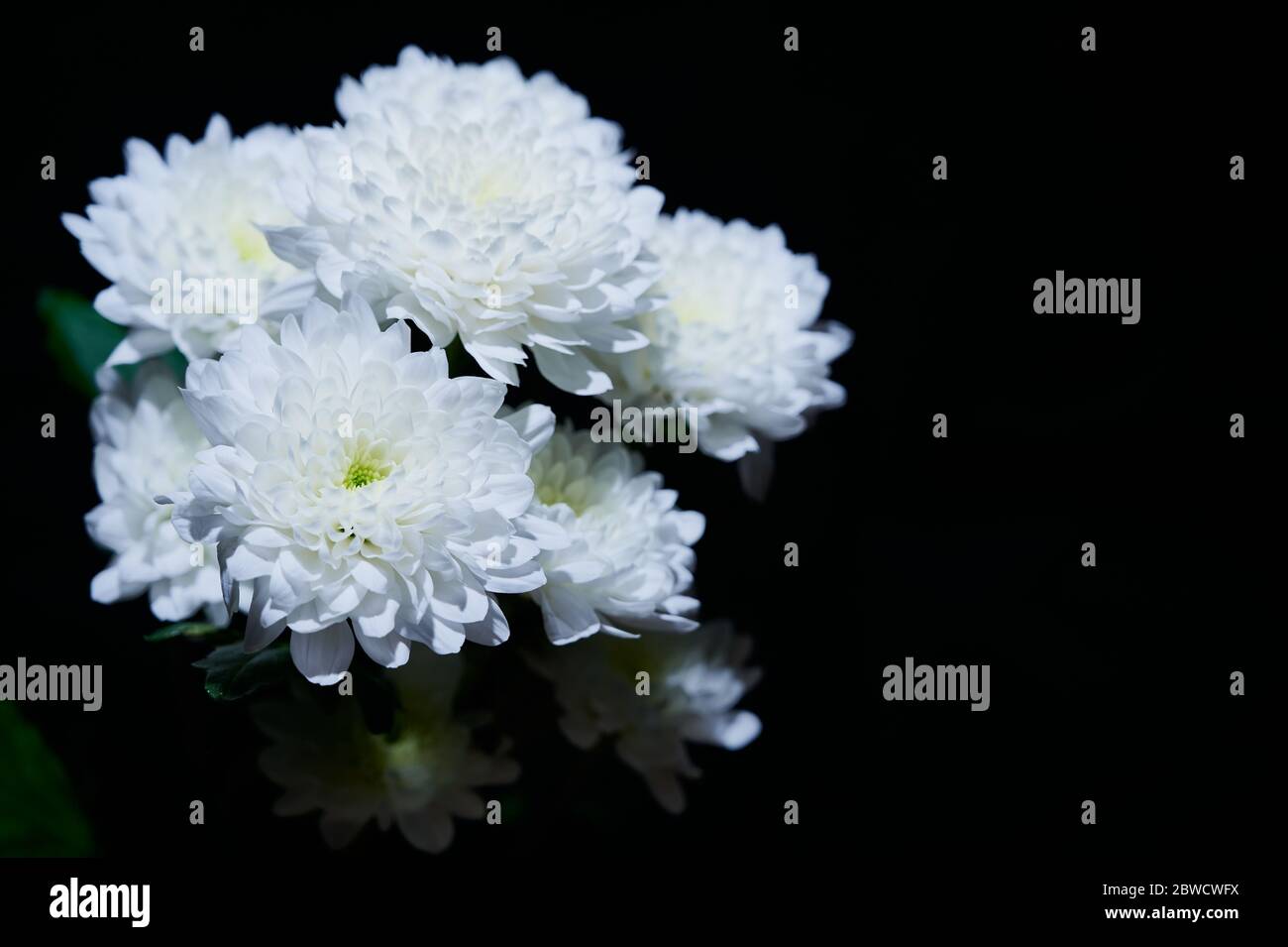 Bund weißer Dahlia-Blumen vor schwarzem Hintergrund mit Kopierraum Stockfoto