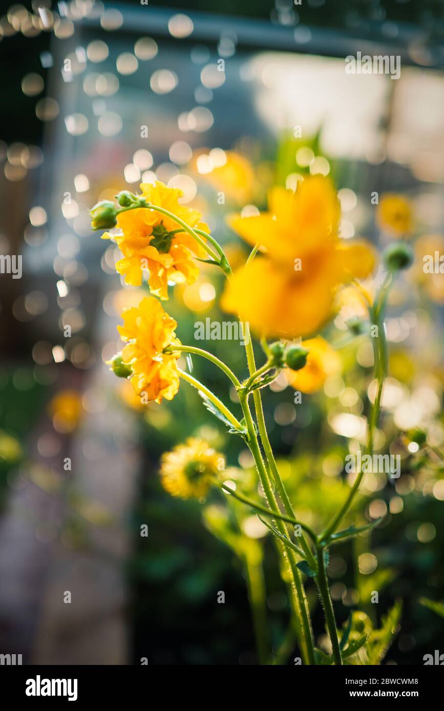 Eine gelbe Geum-Blume mit einem langen Stängel, der in der späten Nachmittagssonne gegossen wird. Die Wassertropfen verursachen ein gesprenkeltes Bokeh von Licht. Ein grünes Hausfenster kann Stockfoto