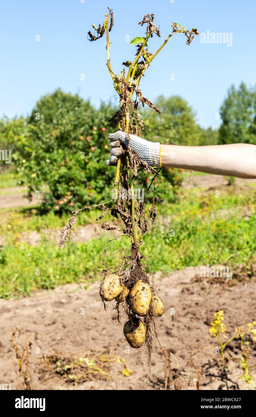 Hand frisch halten gegraben Biokartoffeln im Gemüsegarten im sonnigen Tag Stockfoto