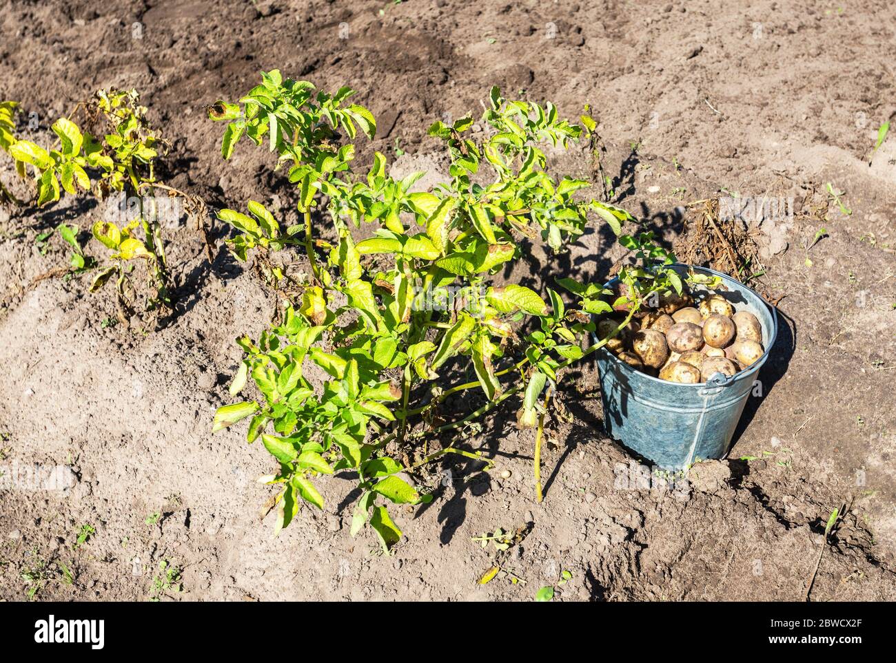 Frisch gegraben Bio Kartoffeln aus neuer Ernte der Kartoffeln Plantage. Kartoffel Ernte auf dem Feld Stockfoto
