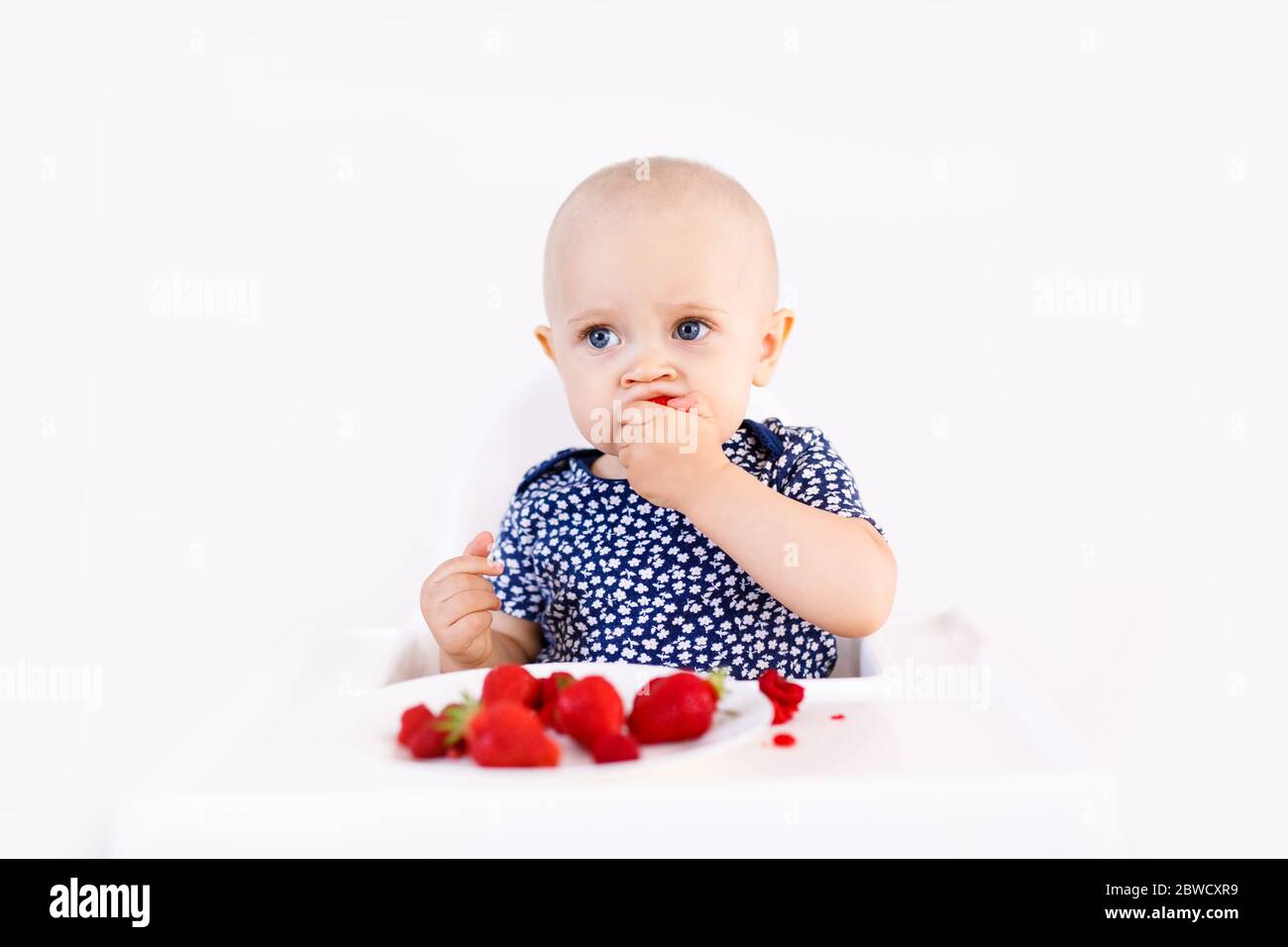 Kleinkind Mädchen sitzt in hohen Kinderstuhl essen Beeren auf einem weißen Hintergrund. Babynahrung Konzept, Raum für Text Stockfoto