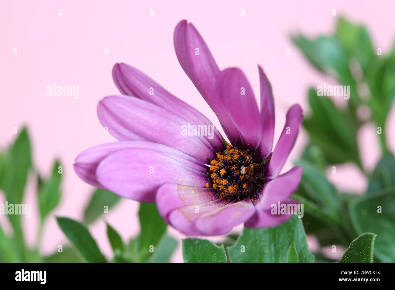 Schöne Blume mit orangen Staubgefäßen innen, Seemann Junge Gänseblümchen, Osteospermum ecklonis in Latein, Makro, mit grünen Blättern, auf hellrosa Hintergrund Stockfoto