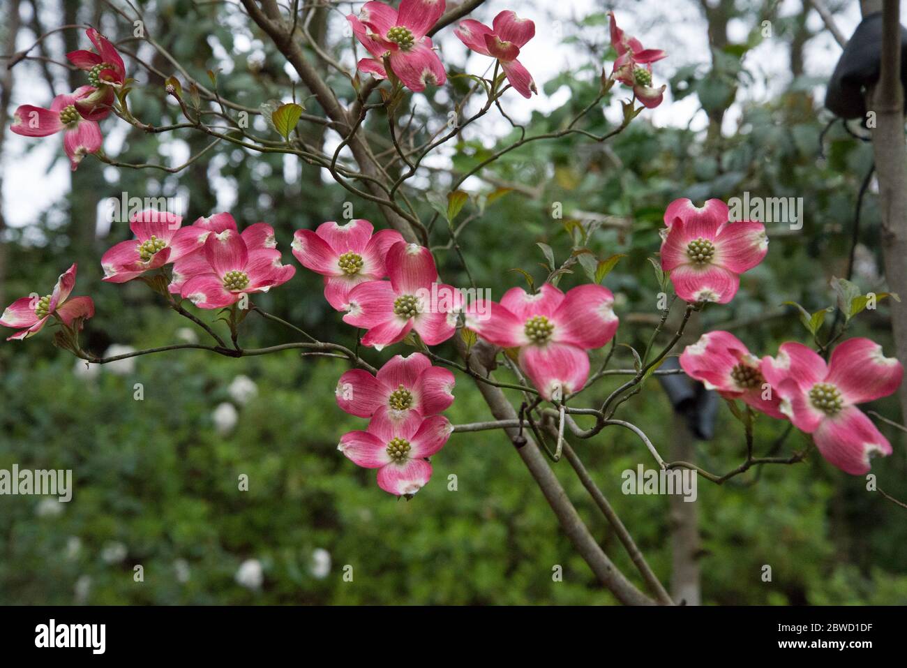 Cornus florida 'Cherokee Chief Stockfoto