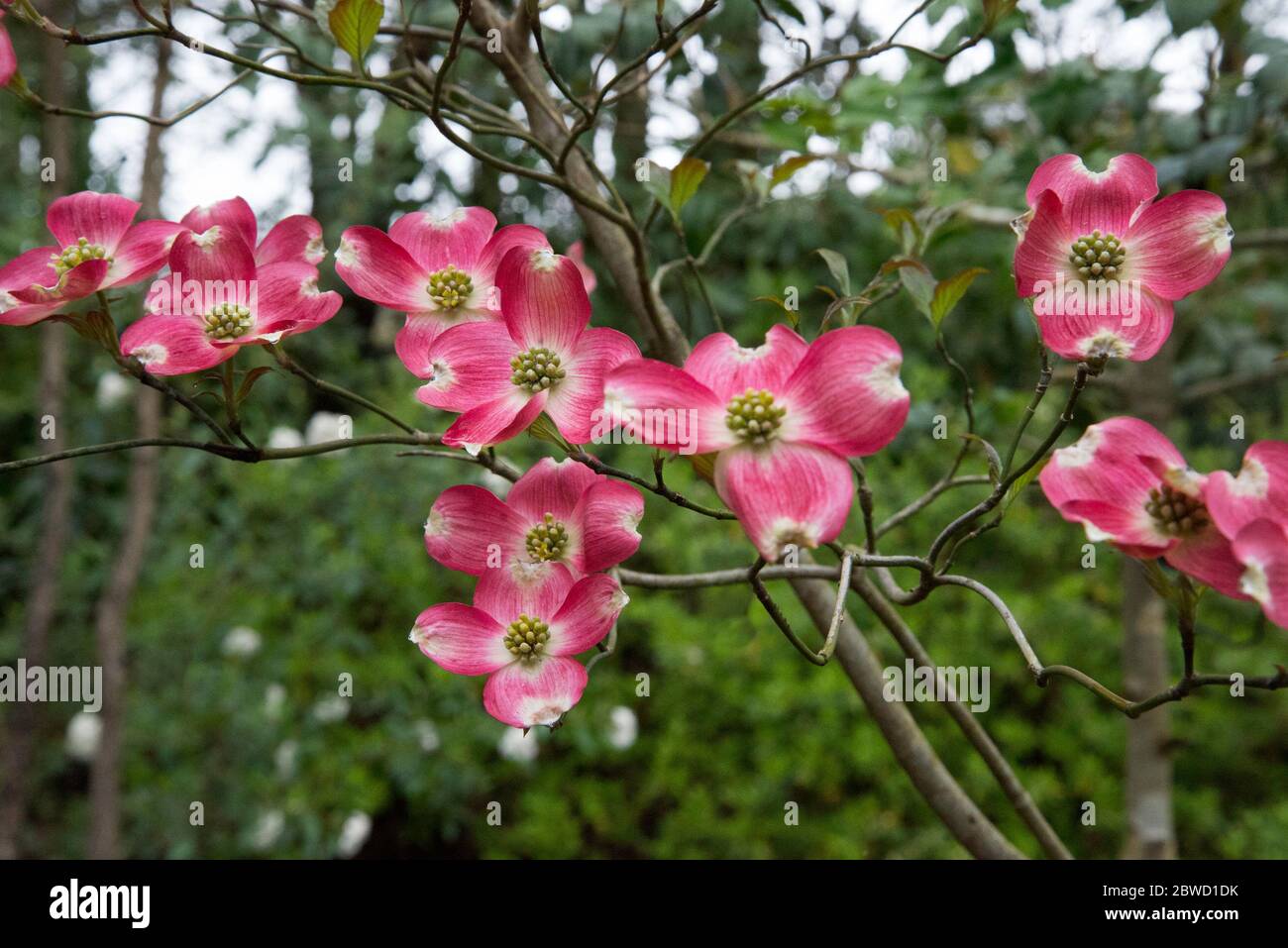 Cornus florida 'Cherokee Chief Stockfoto