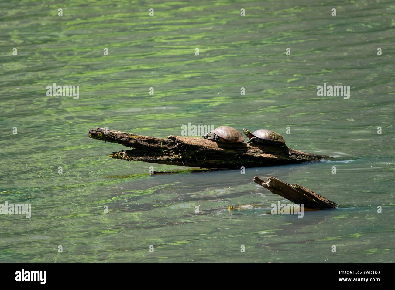 USA Maryland Chesapeake und Ohio Canal ein paar Teichschildkröten sonnen sich in der Sonne auf einem Holzschloß im Kanal in Poolesville MD Stockfoto