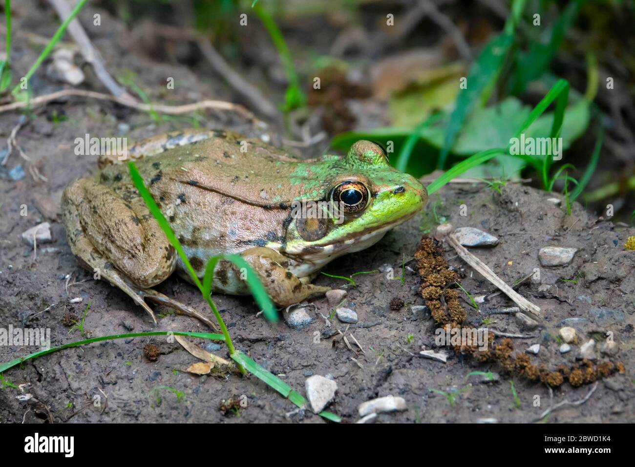 Tiere Frosch amerikanische Bullfrog Lithobates clesbeianus in der Nähe eines Teiches in Poolesville Maryland MD Erwachsener Stockfoto
