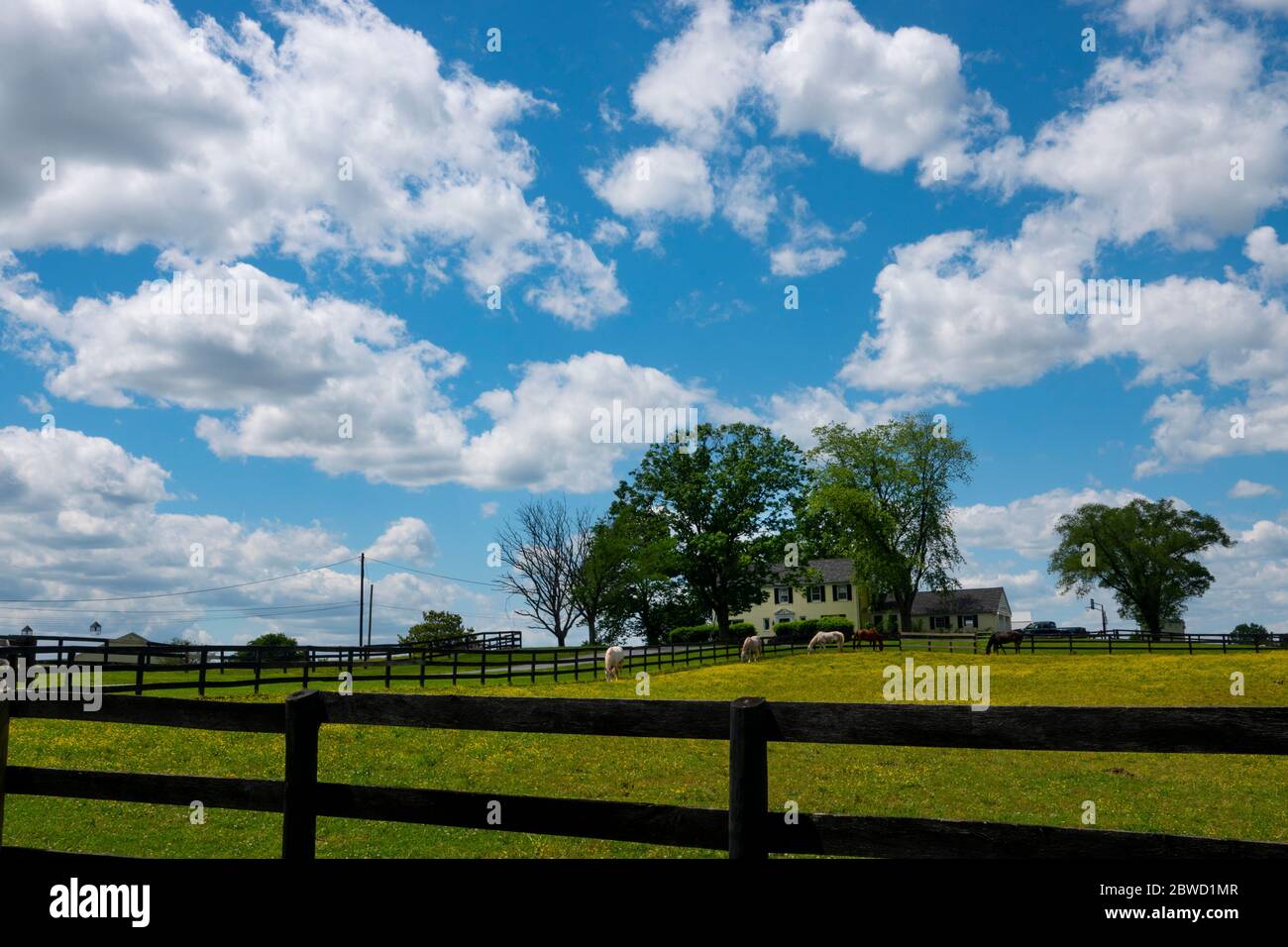 Vereinigte Staaten Maryland Poolesville Montgomery County Pferdefarm Pferde grasen Stockfoto