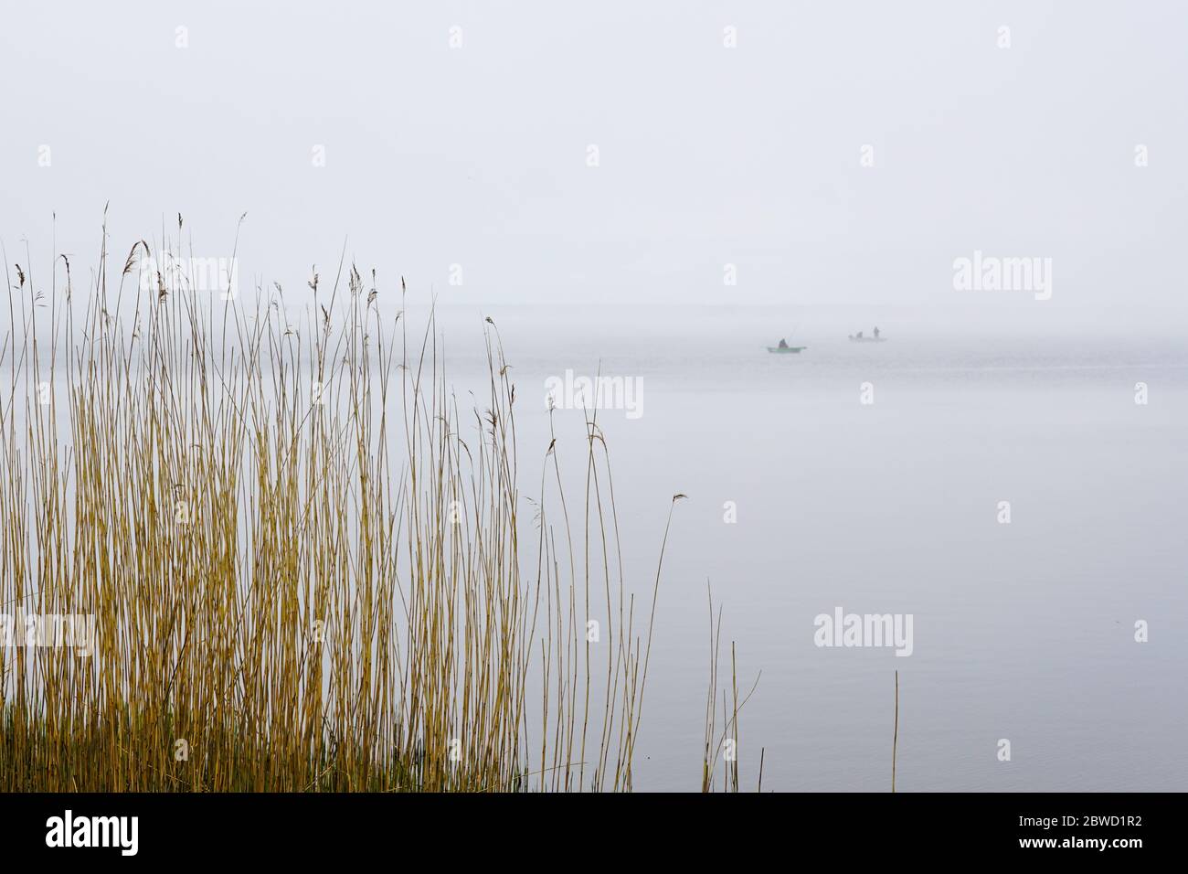 Trockenes Schilf vor der Kulisse eines nebligen Sees Stockfoto