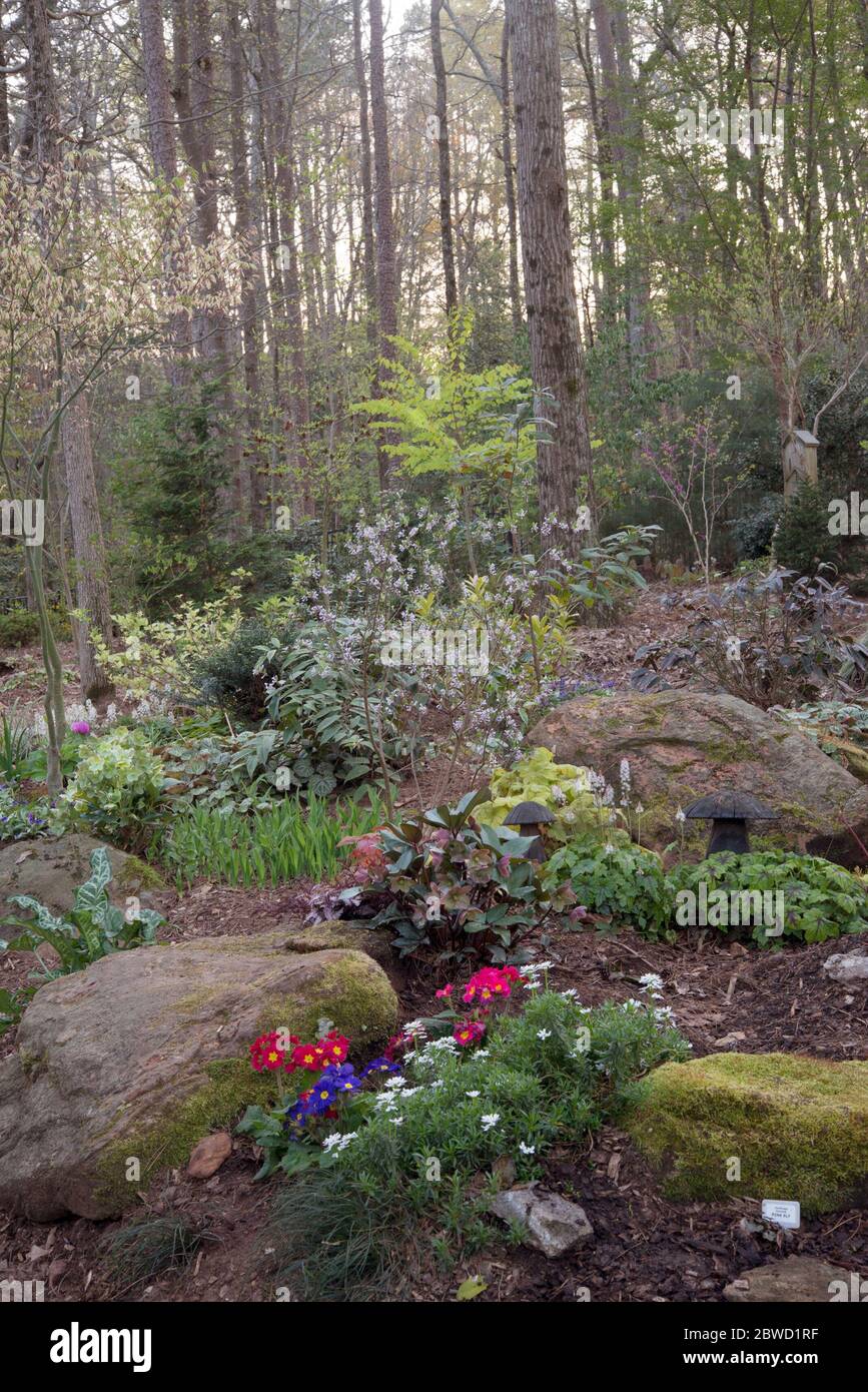 Frühlingsgarten, mit Primeln, Claim Jumper Baum, Felsbrocken, Stockfoto