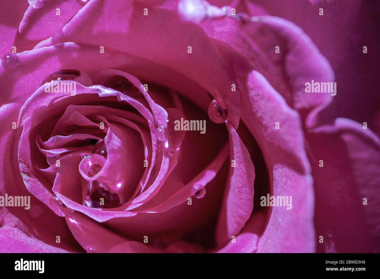 Floraler Hintergrund mit schönen magenta Rose Nahaufnahme Stockfoto