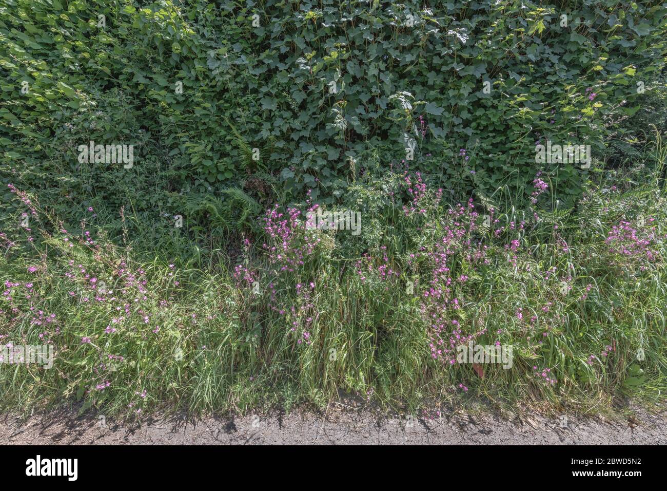 Patch von leuchtend rosa Blüten von UK hedgerow Weed Red Campion / Silene dioica. Gefunden in der Nähe von Wäldern oder schattigen Hecken auf reichen Böden & einmal medizinisch verwendet. Stockfoto