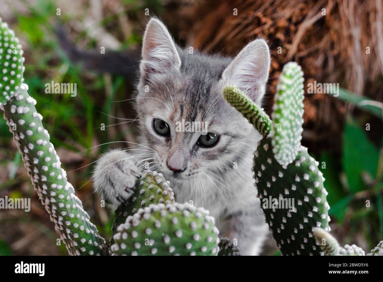 Kaktus katze -Fotos und -Bildmaterial in hoher Auflsung  Alamy