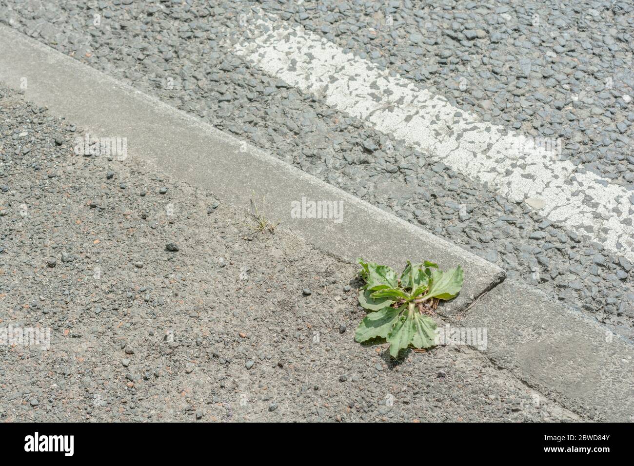 Blätter von Greater Plantain / Plantago große Pflanze wächst in Rissen in einer ländlichen Asphaltstraße. Metapher harte Wachstumsbedingungen, harte Bedingungen. Stockfoto