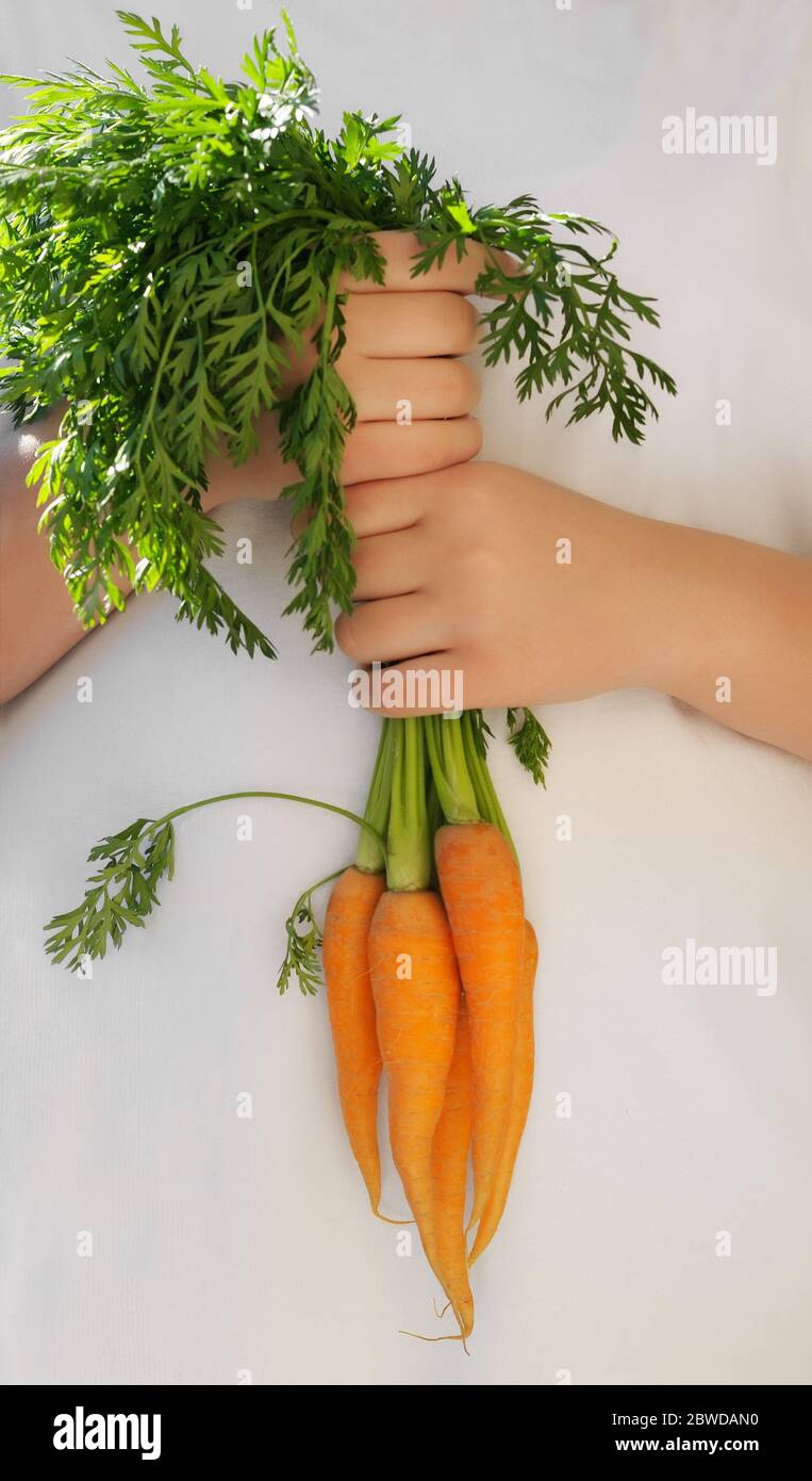 Hände halten eine frische Karotte auf weißem background.Organic Gemüse.Eco Shopping.Vegetarische Lebensmittel-Konzept. Stockfoto