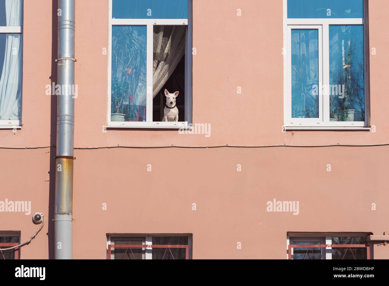 Hund wacht während der Coronavirus-Epidemie aus einem offenen Fenster eines mehrstöckigen Gebäudes. Die Sperrung kann auch für Haustiere stressig sein. Stockfoto