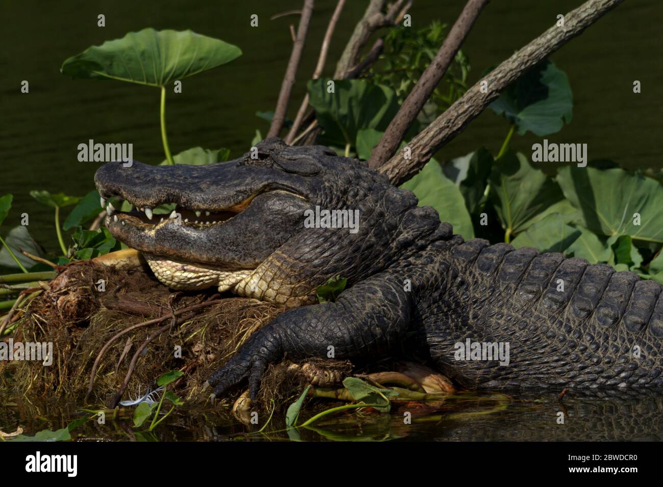 American Alligator von großer Größe schleppt auf Lilie Pad Hügel in Florida Sumpfwasser Stockfoto