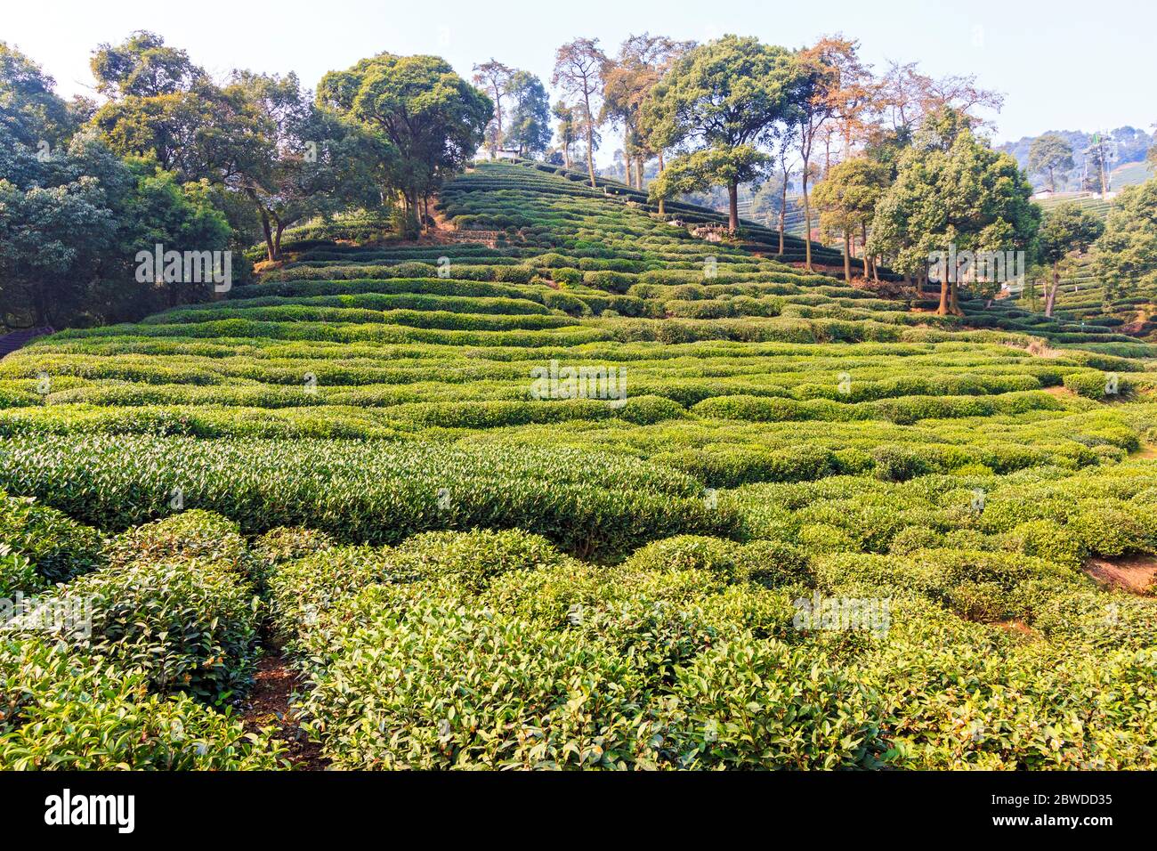 Ein Teppich aus Teepflanzen im Meijiawu Tea Village am westlichen Ende des West Lake von Hangzhou. Es ist berühmt für seinen Longjing (Drachenbrunnen) Tee. Stockfoto