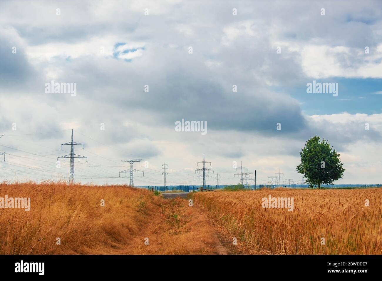 Fußweg im Roggenfeld. Landschaft in der Slowakei. Stockfoto