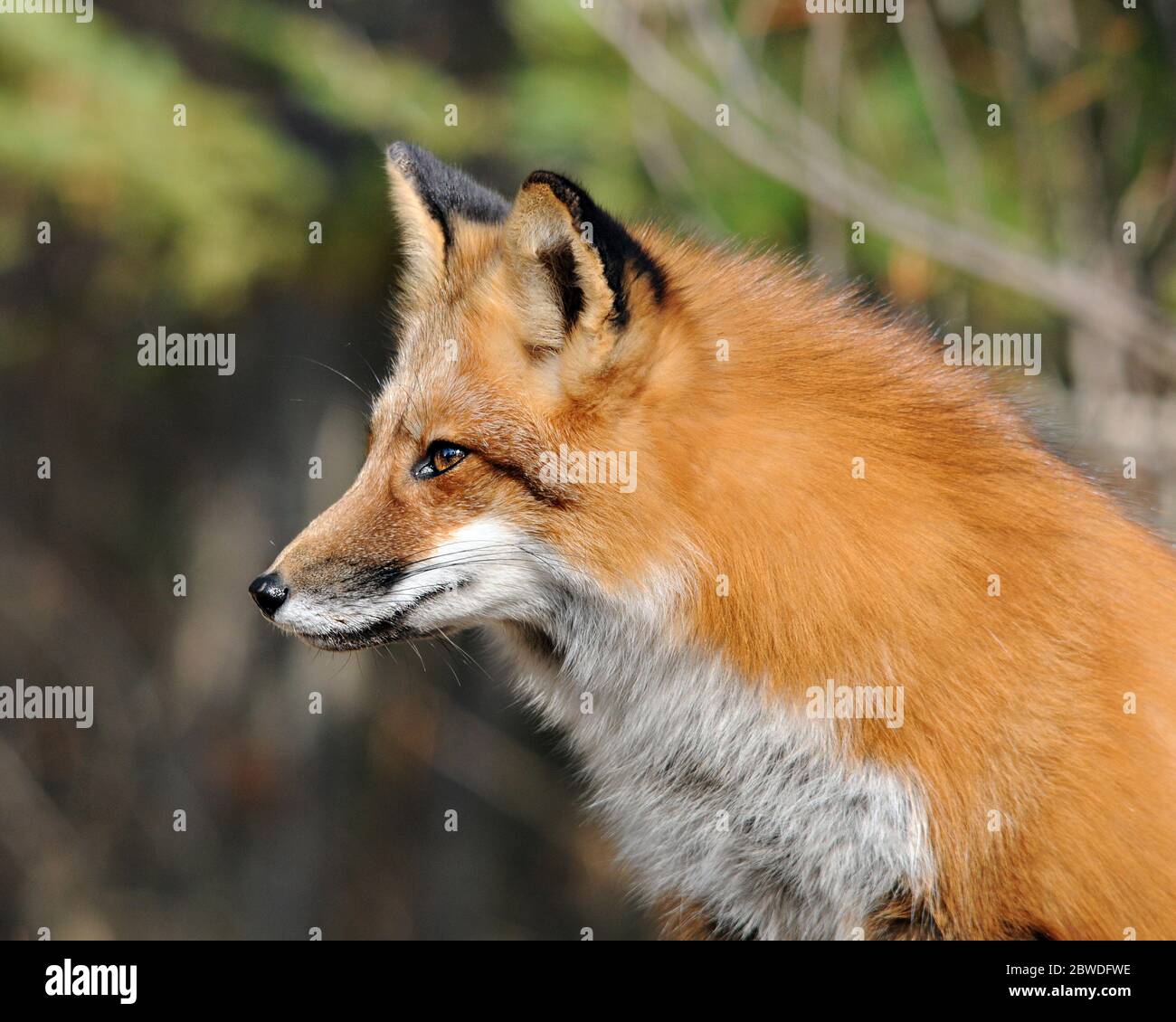 Red Fox Tier Kopf Nahaufnahme Profil Seitenansicht mit Bokeh Hintergrund in der Sommersaison genießen ihre Umgebung und Umgebung. Stockfoto