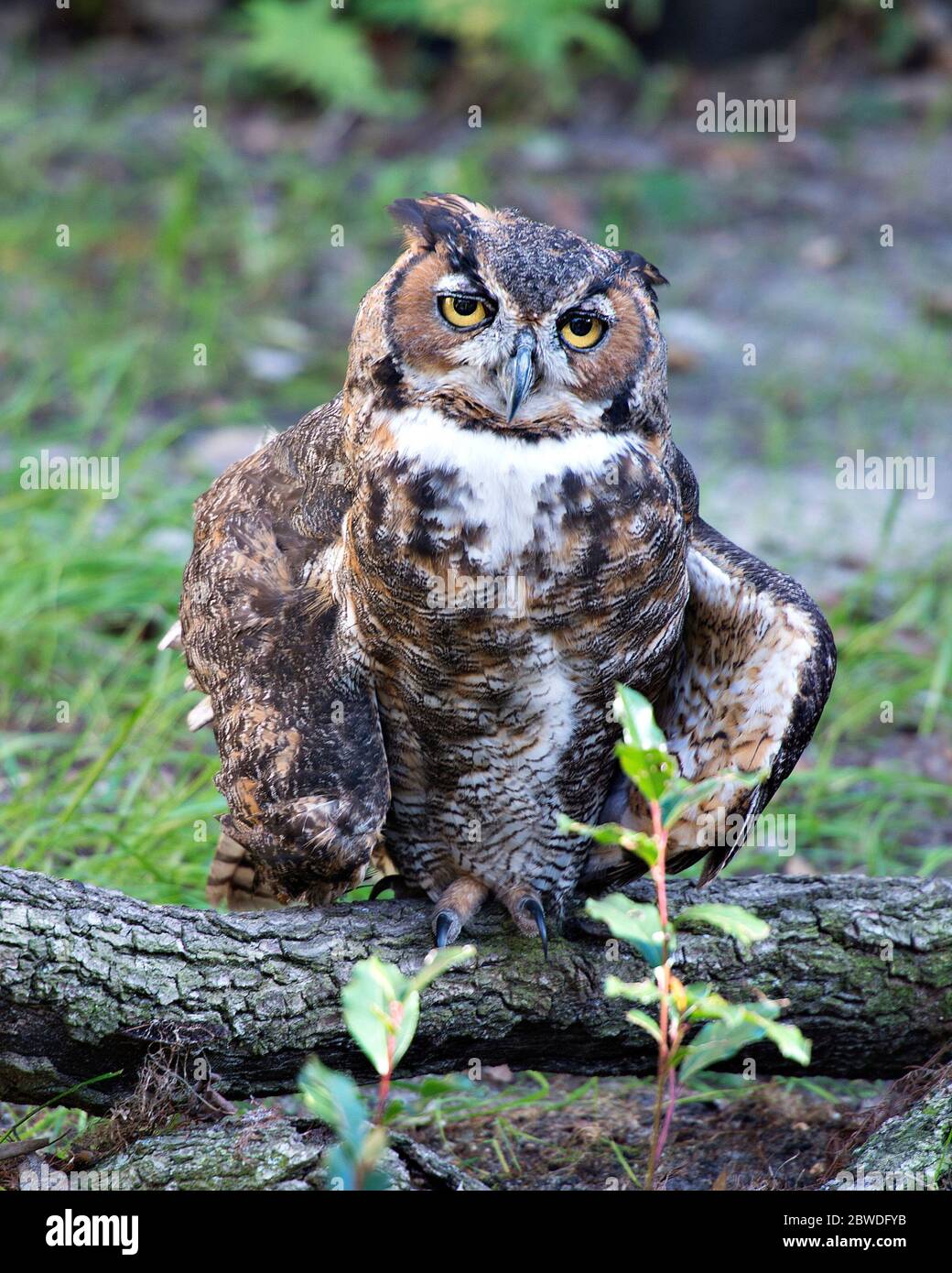 Eulenvogel auf einem Holzstamm mit Bokeh Hintergrund mit braunen Federn, großen Augen, Schnabel, Kopf, Füße in seiner Umgebung und Umgebung. Stockfoto