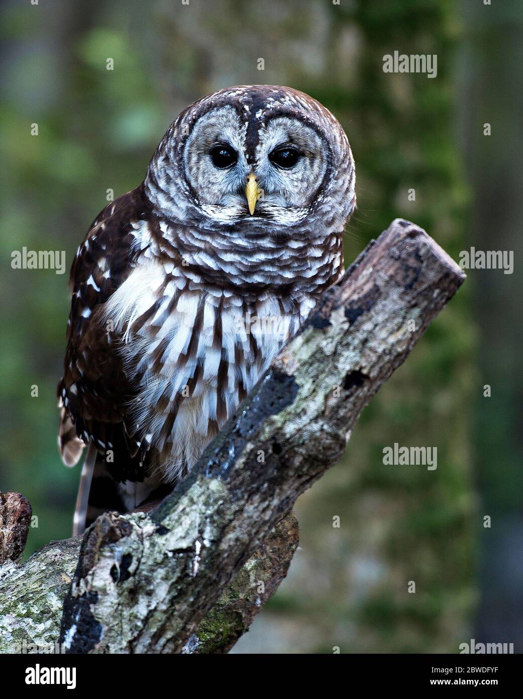 Eulenvogel auf einem Holzstamm mit Bokeh Hintergrund mit braunen Federn, großen Augen, Schnabel, Kopf, Füße in seiner Umgebung und Umgebung. Stockfoto