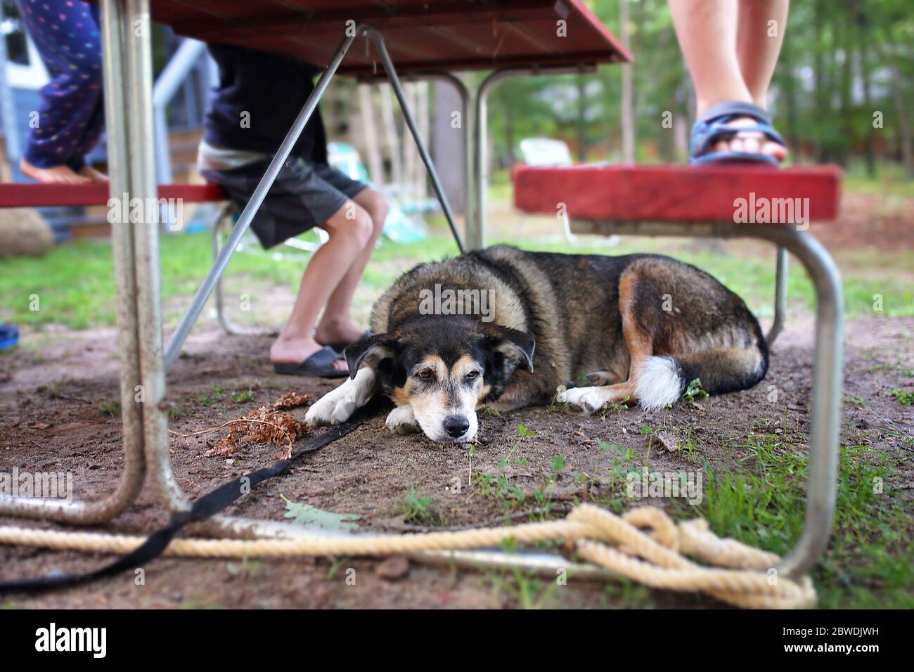 Ein verschlafener Schäferhund legt sich unter einem Picknicktisch ruhen, warten auf Essensreste während einer Campingtour in den Wäldern. Stockfoto