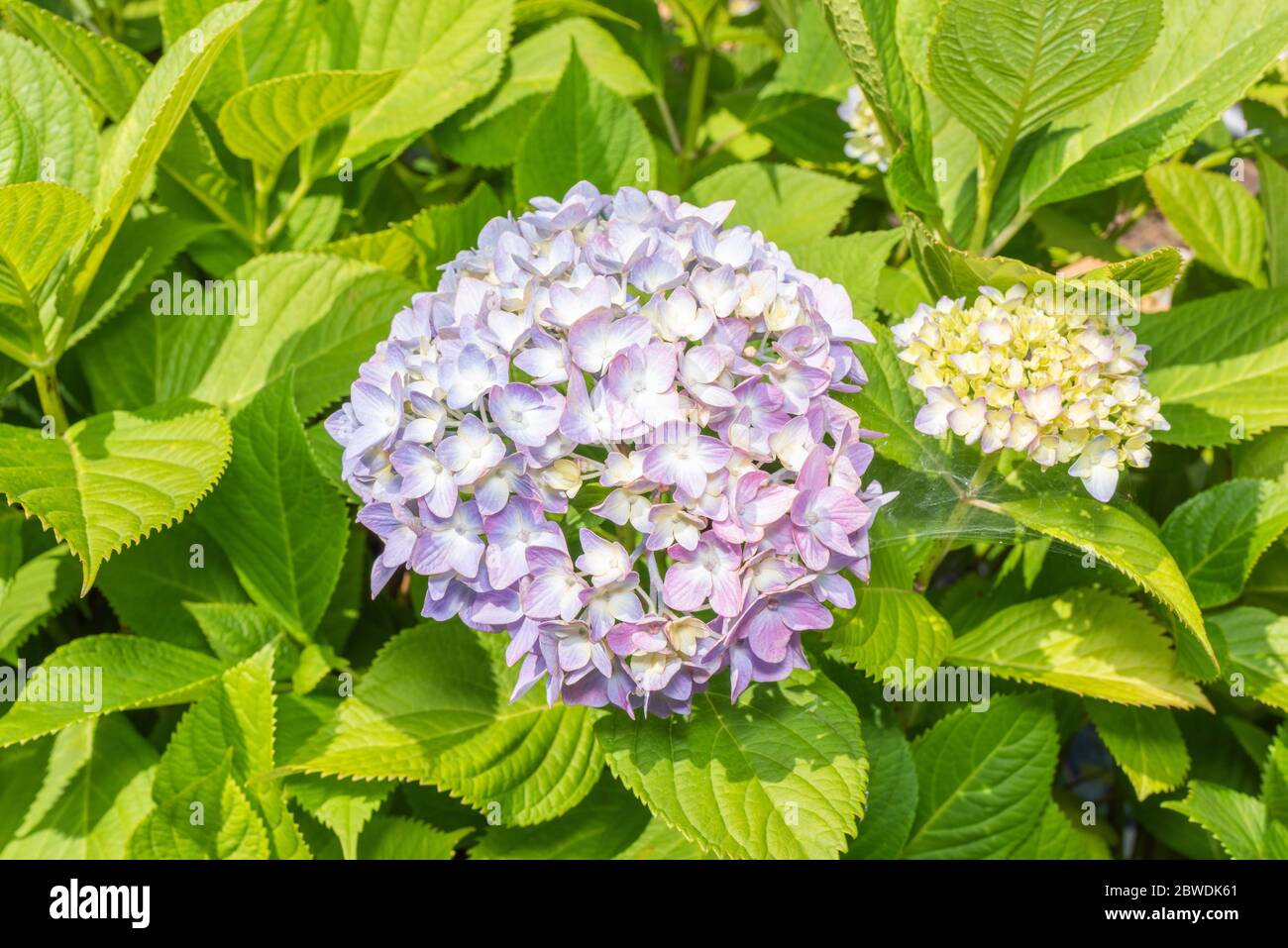 Hortensia macrophylla, Stadt Isehara, Präfektur Kanagawa, Japan Stockfoto