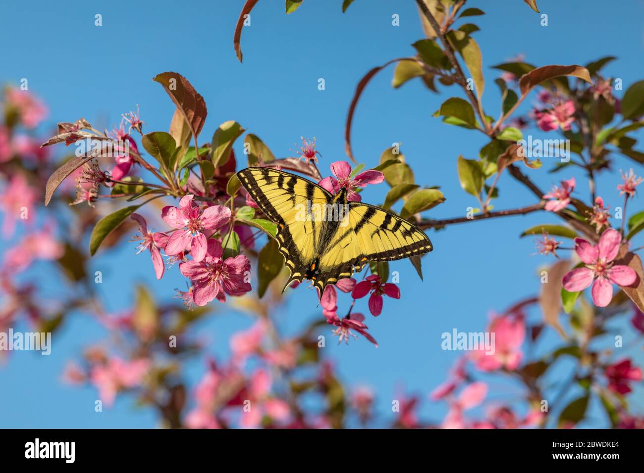 Osttiger Schwalbenschwanz, der den Nektar von einem blühenden Krabbenbaum findet. Stockfoto