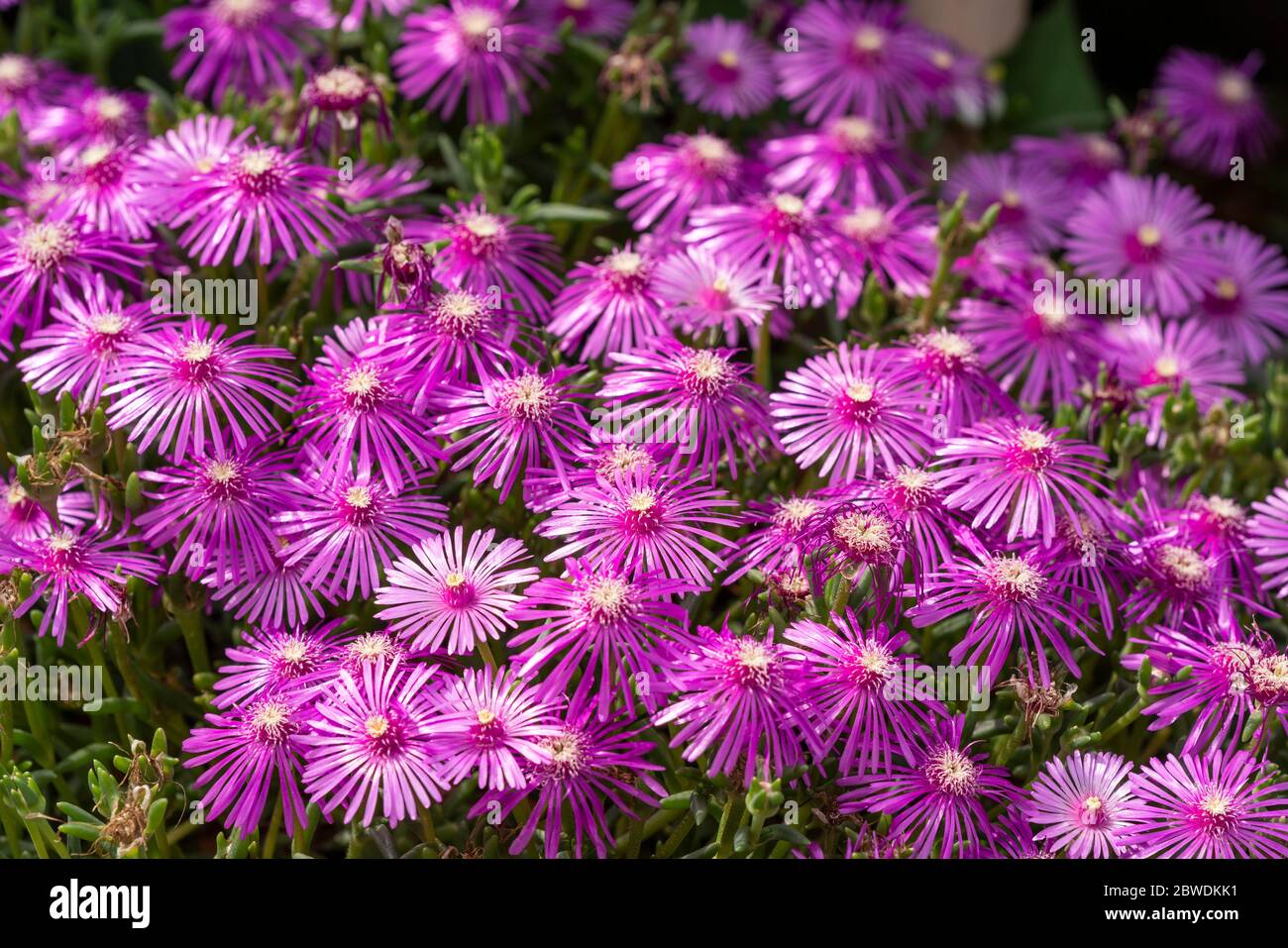 Lampranthus spectabilis, Stadt Isehara, Präfektur Kanagawa, Japan Stockfoto