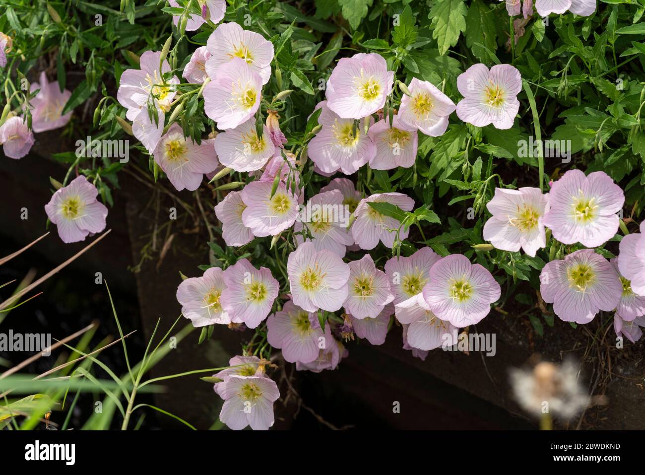 Rosa Nachtkerze (Oenothera speciosa), Isehara City, Präfektur Kanagawa, Japan Stockfoto