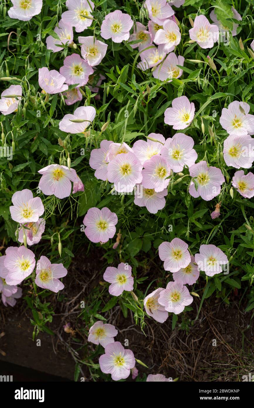 Rosa Nachtkerze (Oenothera speciosa), Isehara City, Präfektur Kanagawa, Japan Stockfoto