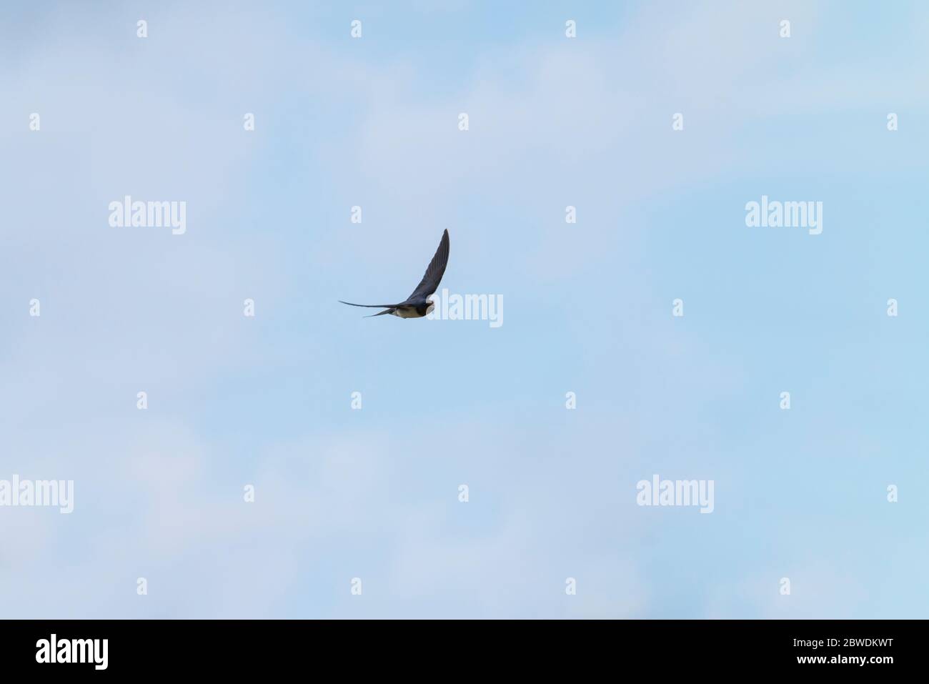 Die Scheune Schwalbe (Hirundo rustica) fliegenden Himmel, Isehara City, Kanagawa Präfektur, Japan Stockfoto