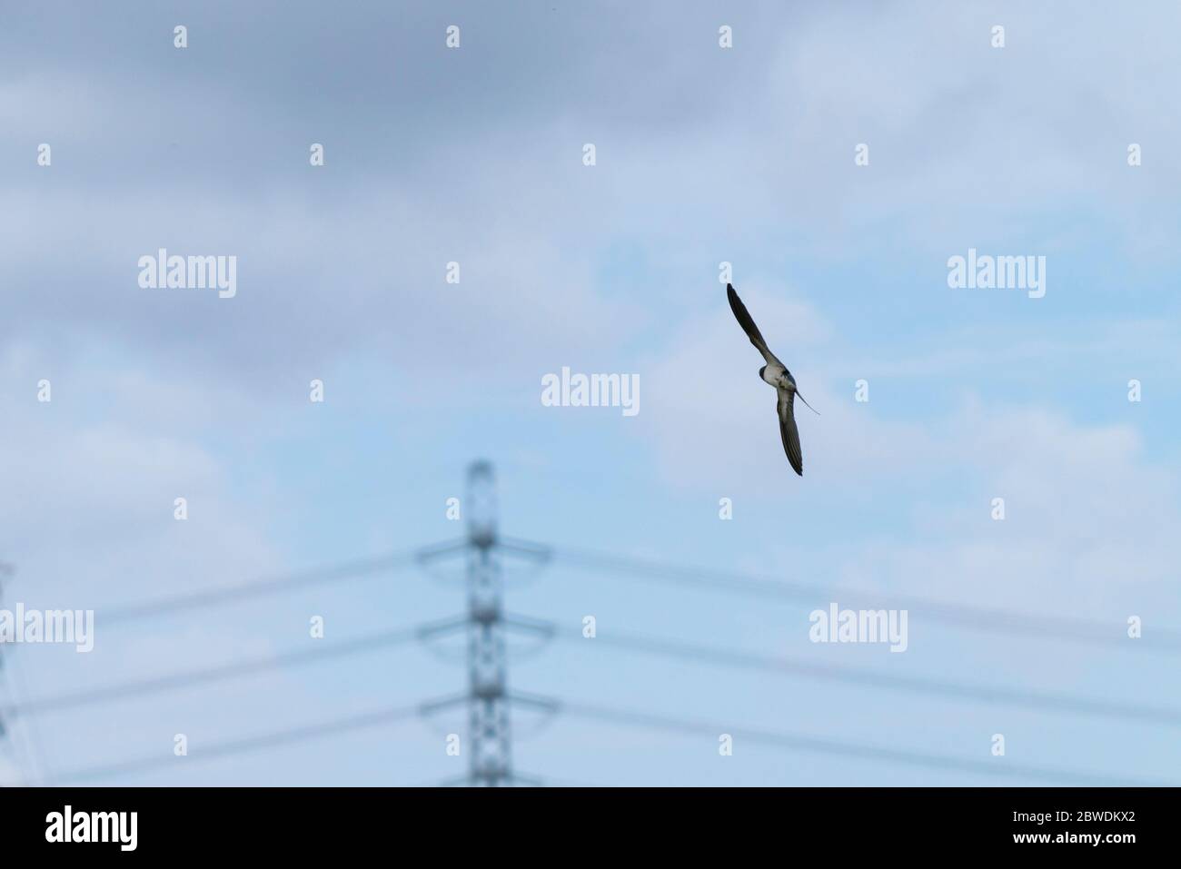 Die Scheune Schwalbe (Hirundo rustica) fliegenden Himmel, Isehara City, Kanagawa Präfektur, Japan Stockfoto
