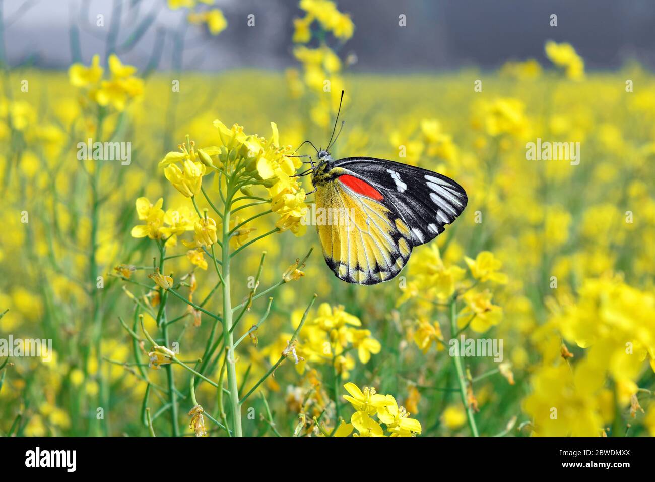 Roter Fleck Jezebel Schmetterling auf Senfblume Stockfoto