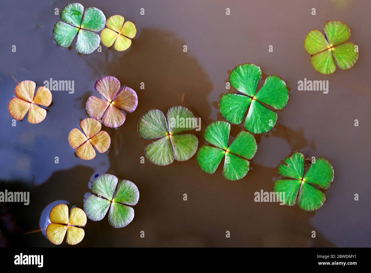 Blätter der Wasserpflanze im Wasserteich Stockfoto