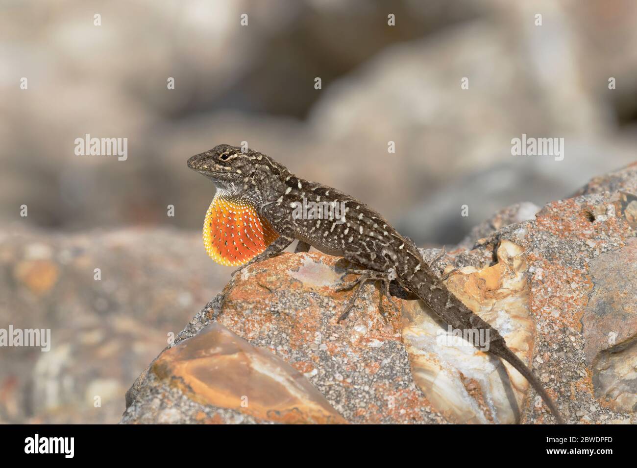 Die braune Anole (Anolis sagrei), die mit verlängerter Taulap auf dem Felsen posiert Stockfoto