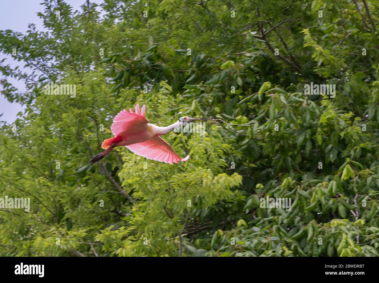 Die Roseat Löffler (Platalea ajaja) mit dem Holz Stock, um sein Nest zu bauen, Brasos Band Rookery Stockfoto