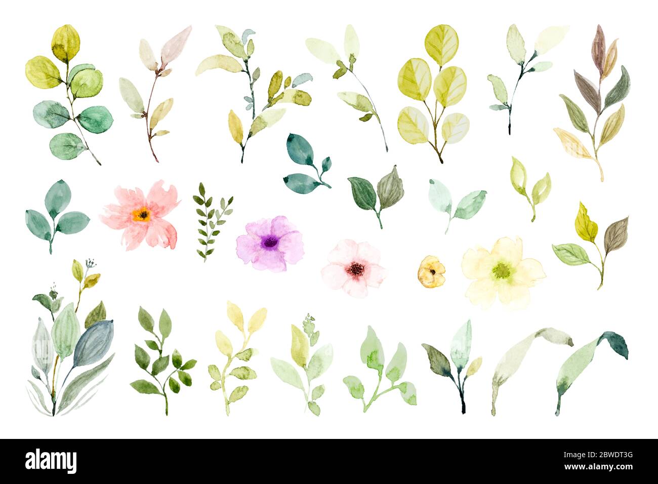 Set von Aquarell Design-Elemente, handbemalte florale Zweig. Bunte Blume mit Grün, für Hochzeit, Poster, Grußkarte, Einladungskarte. Ill Stockfoto