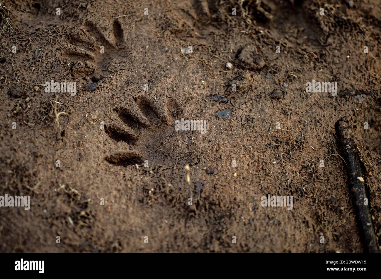 Waschbär-Drucke im Sandmick des Seeufers. Stockfoto Waschbär-Drucke im Sandmick des Seeufers. Stockfoto