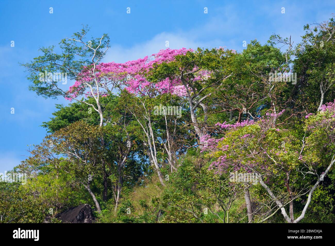 Blühende rosige Trompetenbäume, Tabebuia rosea, in Punta Chame, Pazifikküste, Panama Provinz, Republik Panama. Stockfoto