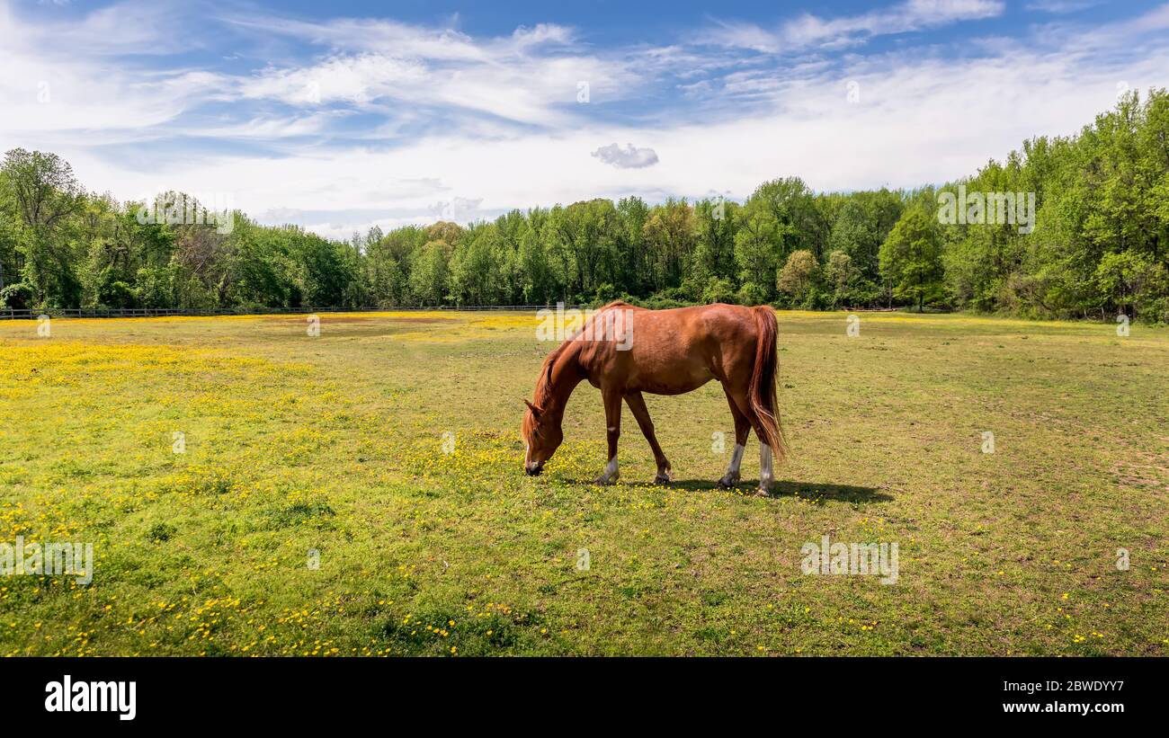 Prächtige rote Vollblutpferd ruhig grasen in der Sonne in einem Feld von Gras und wilden Blumen umgeben von Bäumen im Frühling bei einer ländlichen Maryla Stockfoto