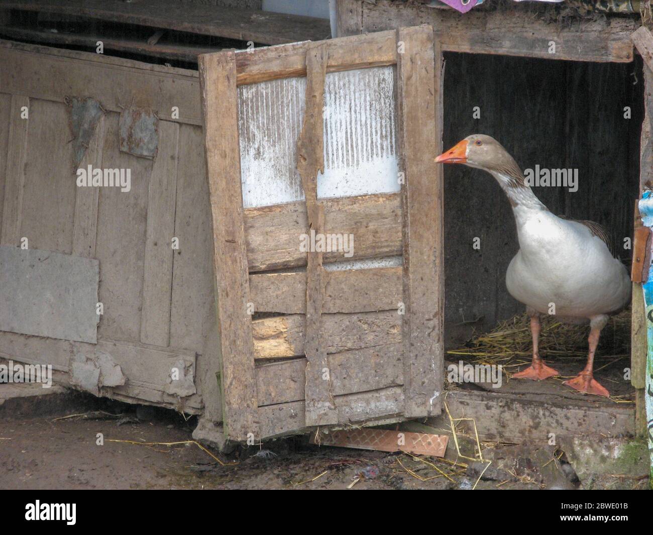 Eine Gans im Nest, Iran, Gilan, Rasht Stockfoto