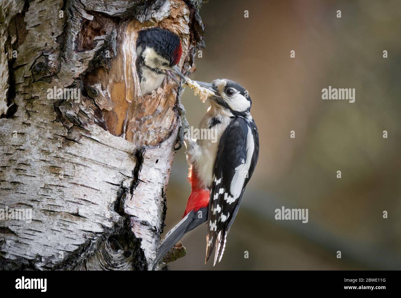 Ein weiblicher Buntspecht, Dendrocopos major, der einen Jungvogel füttert. Der junge Vogel hat seinen Kopf aus einem Loch in einer silbernen Birke Stockfoto
