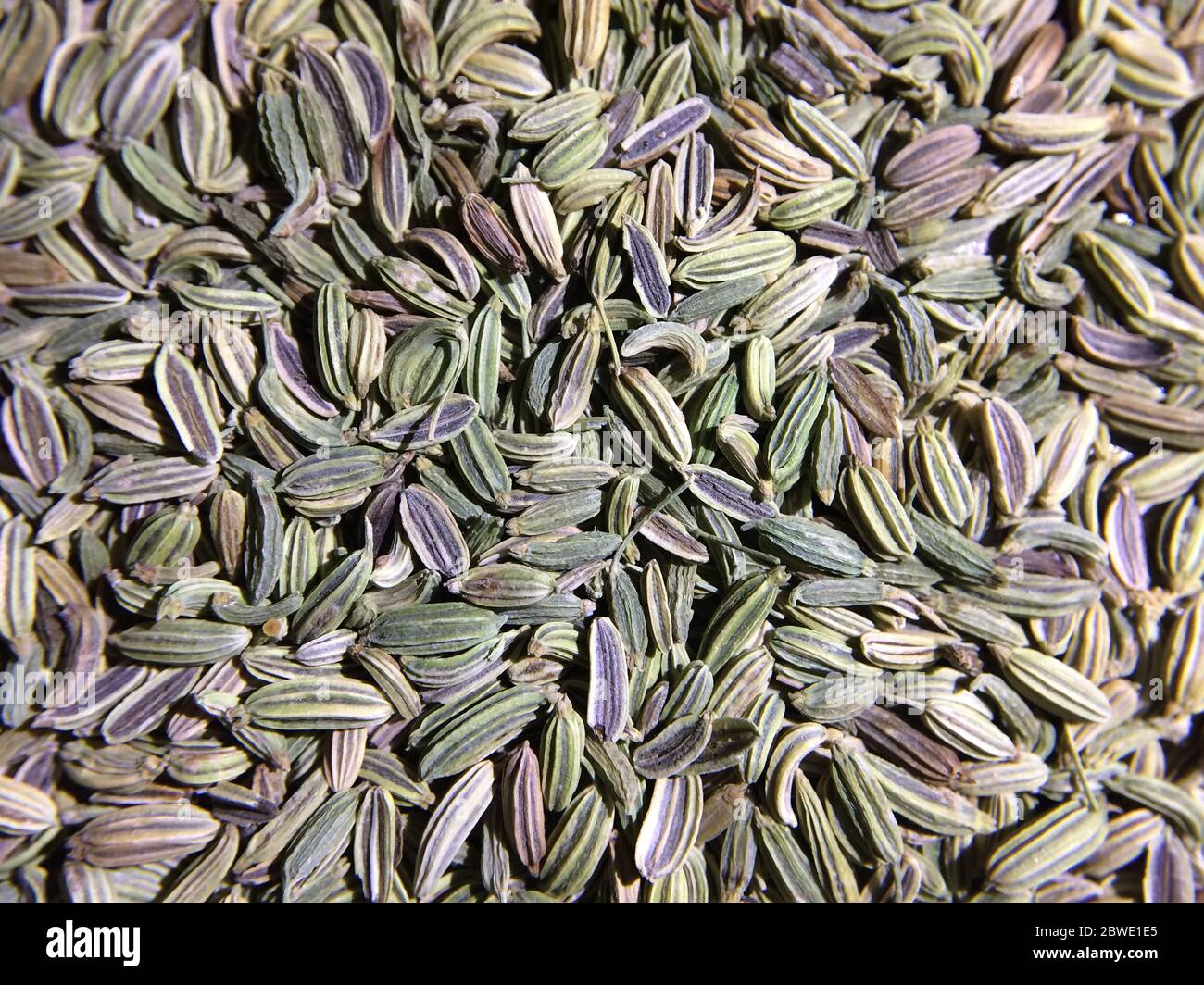 Nahaufnahme von Fenchelsamen Hintergrund. Medizinische und aromatische Pflanze. Hohe antivirale Wirkung. Foeniculum vulgare Samen. Stockfoto