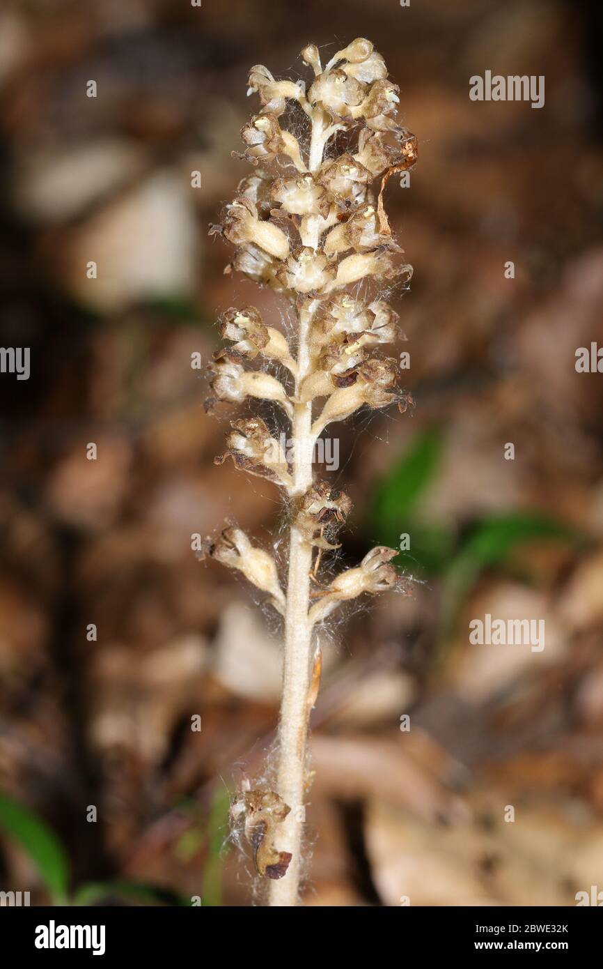 Eine seltene Vogelnest Orchidee, Neottia nidus-avis, wächst in Wäldern in Großbritannien. Stockfoto